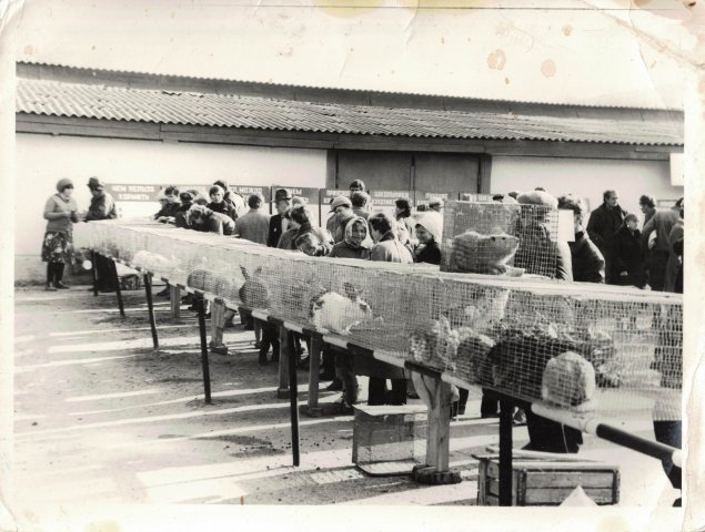 Выставка кролиководов-любителей в станице Красноармейской, 1980-е годы