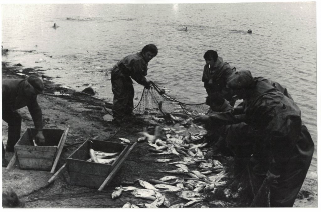 Лов рыбы комсомольской бригадой ст. Ивановской, на берегу лимана рыбаки вытягивают рыбу из сетей, 1973 год